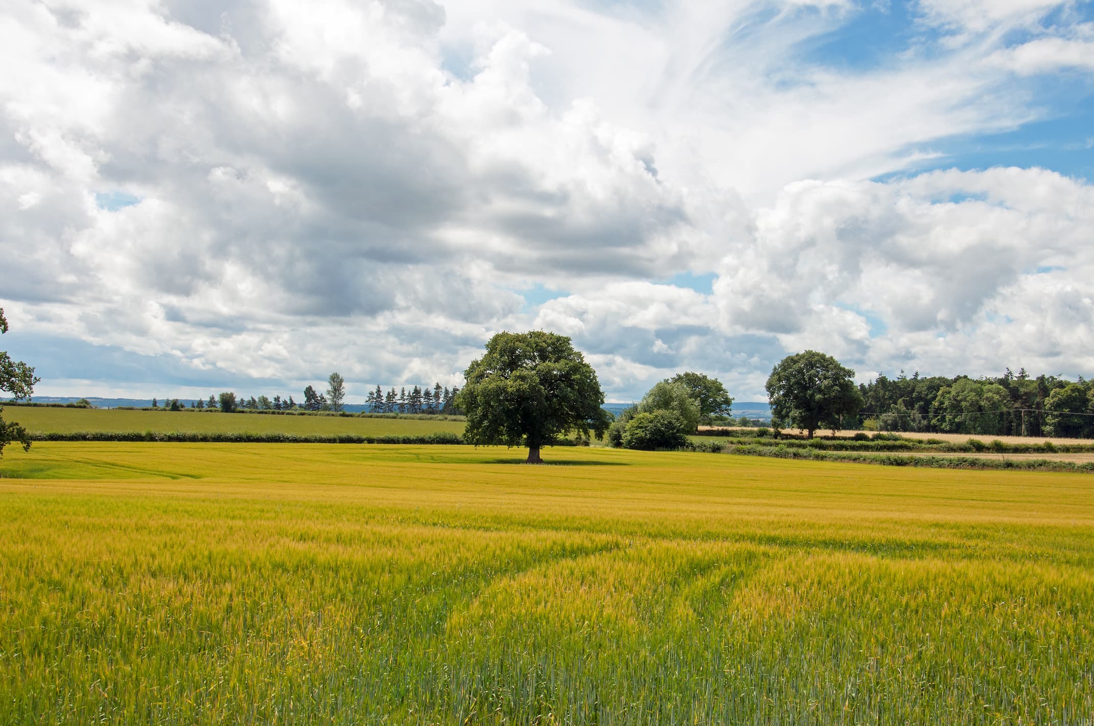 chestnut tree in a meadow land of canola flowers 2025 10 13 17 48 52 utc 1
