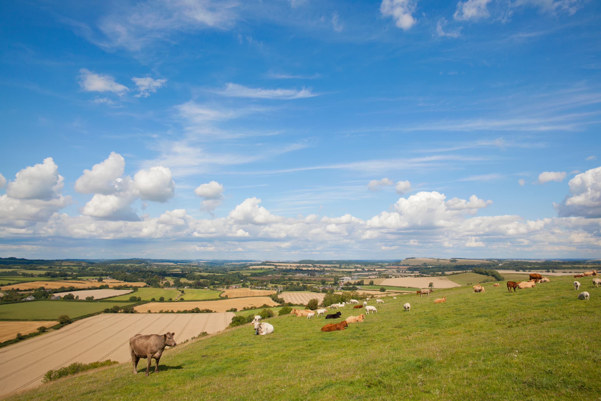 murray grey cow amongst herd in rural field 2025 10 16 23 12 40 utc 1
